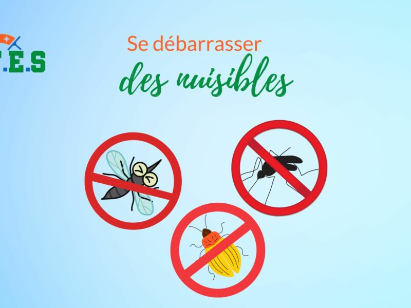 6 Façons utiles pour se débarrasser des insectes et des nuisibles